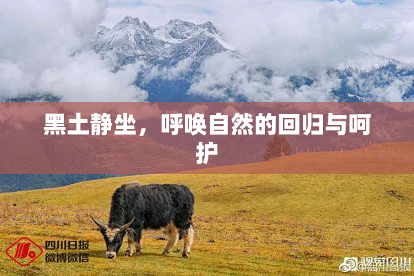 黑土静坐，呼唤自然的回归与呵护