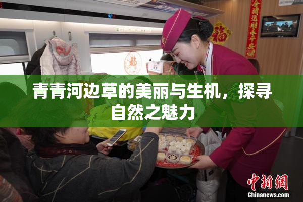 青青河边草的美丽与生机，探寻自然之魅力
