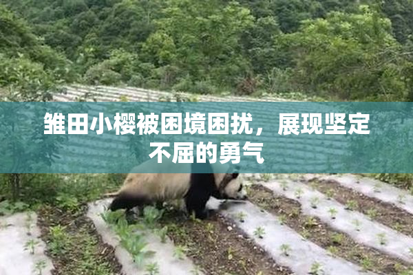 雏田小樱被困境困扰，展现坚定不屈的勇气
