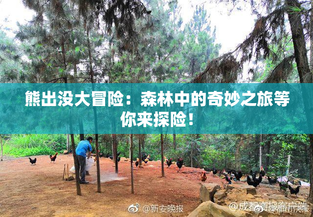 熊出没大冒险：森林中的奇妙之旅等你来探险！
