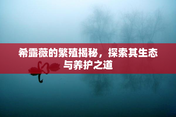 希露薇的繁殖揭秘，探索其生态与养护之道