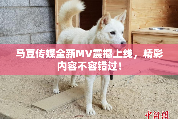 马豆传媒全新MV震撼上线，精彩内容不容错过！