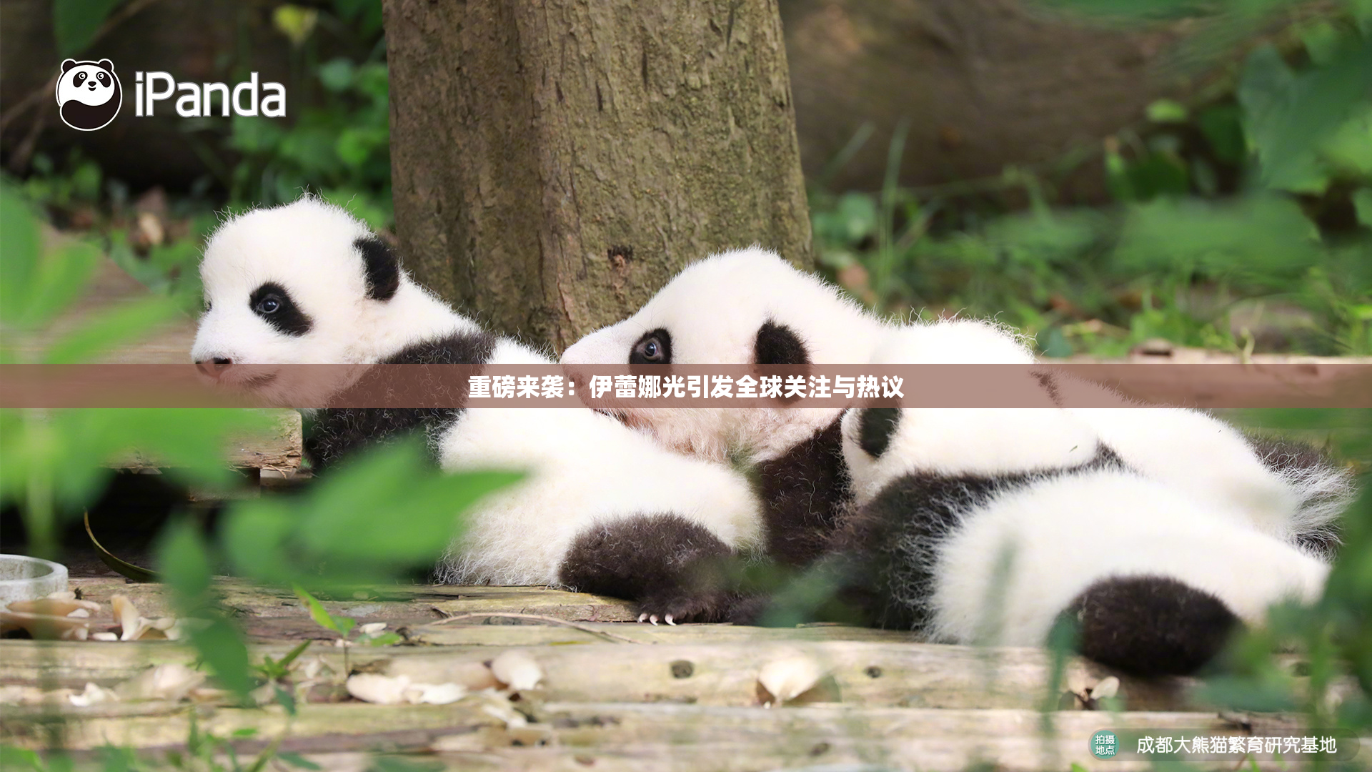 重磅来袭：伊蕾娜光引发全球关注与热议