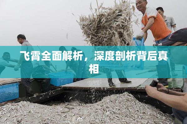 飞霄全面解析，深度剖析背后真相