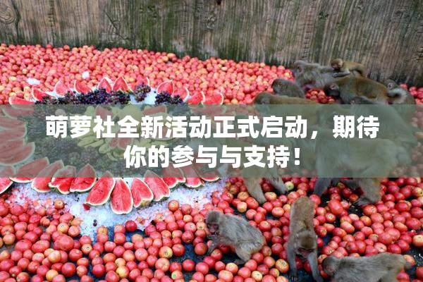 萌萝社全新活动正式启动，期待你的参与与支持！