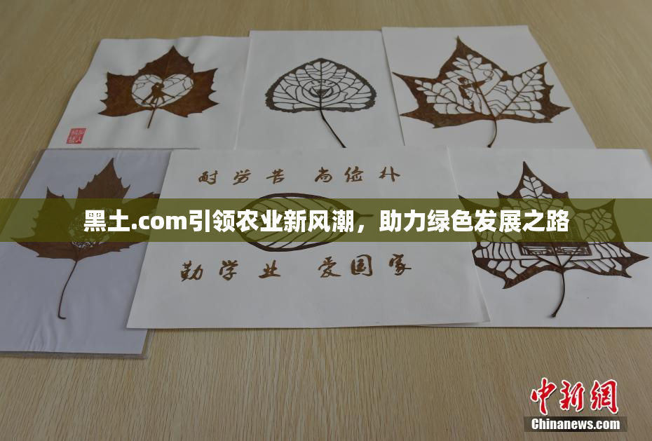 黑土.com引领农业新风潮，助力绿色发展之路
