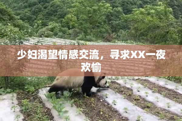 少妇渴望情感交流，寻求XX一夜欢愉