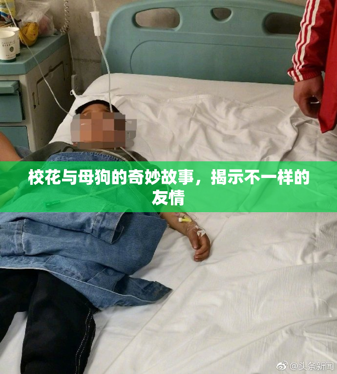 校花与母狗的奇妙故事，揭示不一样的友情