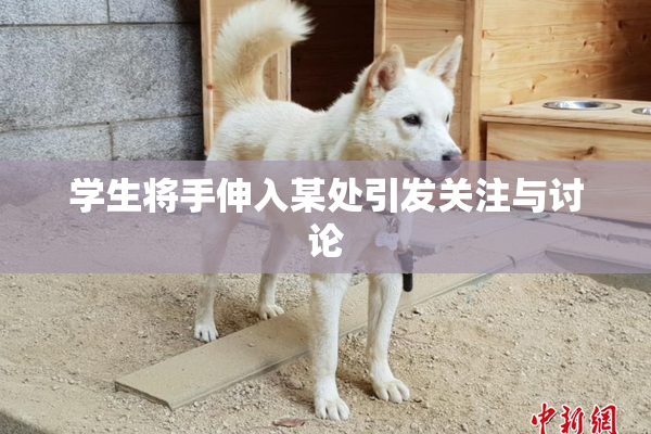 学生将手伸入某处引发关注与讨论