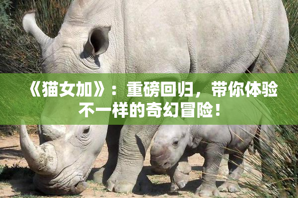 《猫女加》：重磅回归，带你体验不一样的奇幻冒险！