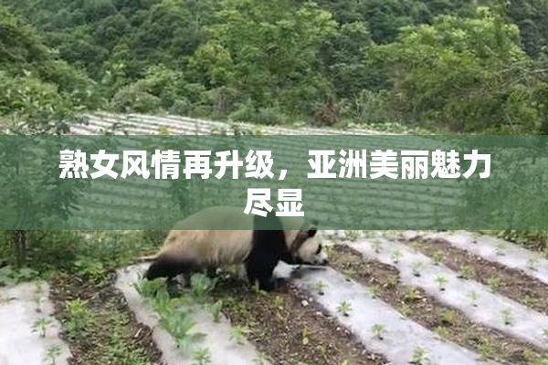 熟女风情再升级，亚洲美丽魅力尽显