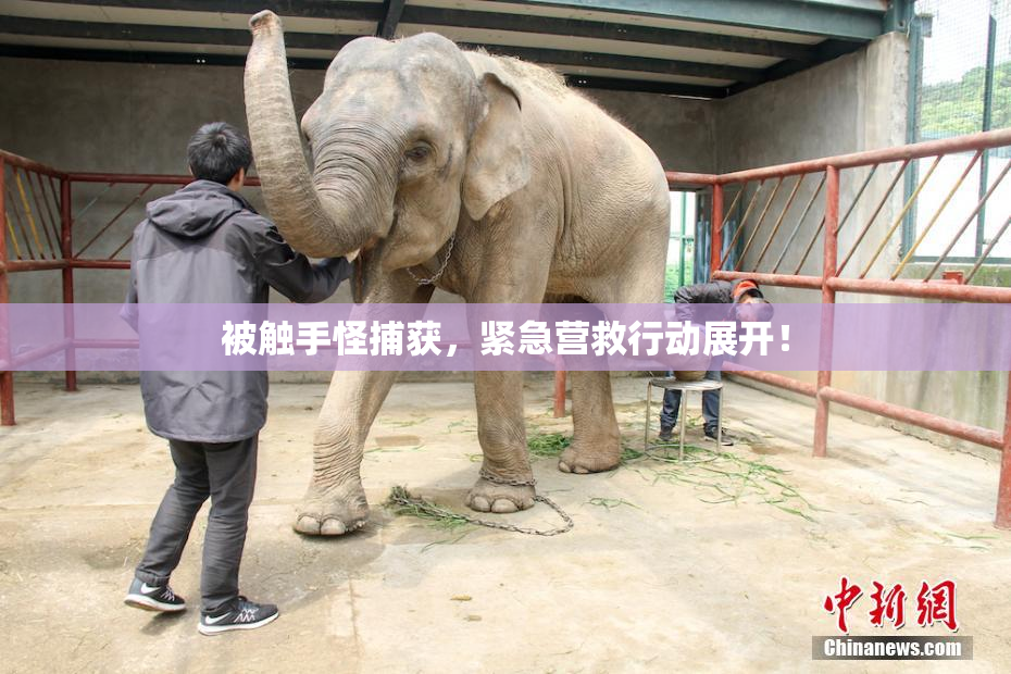 被触手怪捕获，紧急营救行动展开！