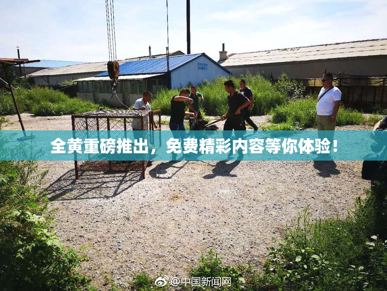 全黄重磅推出，免费精彩内容等你体验！