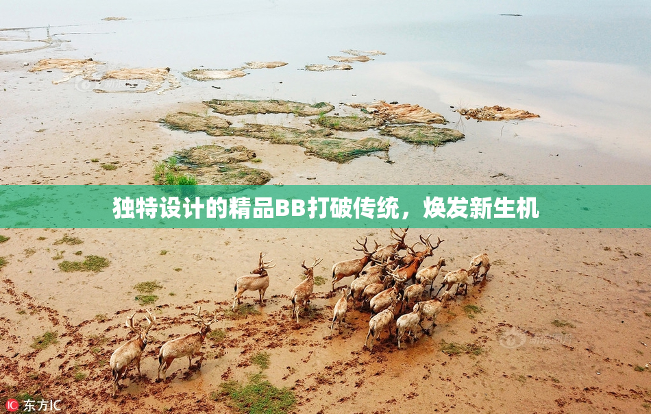 独特设计的精品BB打破传统，焕发新生机