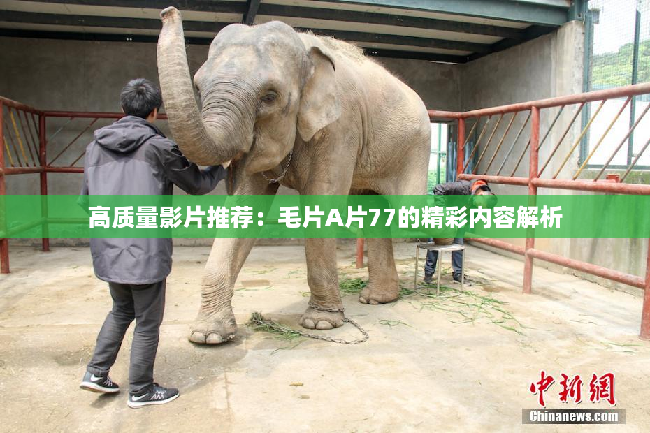 高质量影片推荐：毛片A片77的精彩内容解析