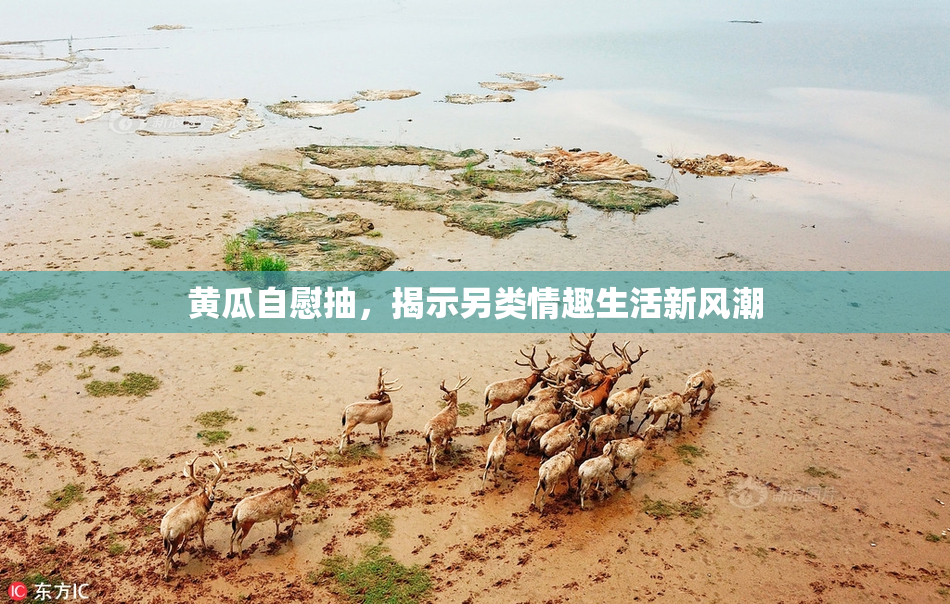 黄瓜自慰抽，揭示另类情趣生活新风潮