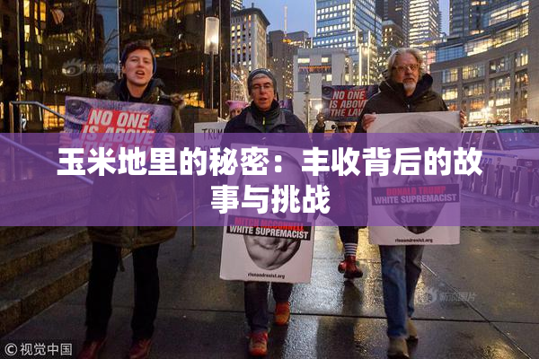 玉米地里的秘密：丰收背后的故事与挑战