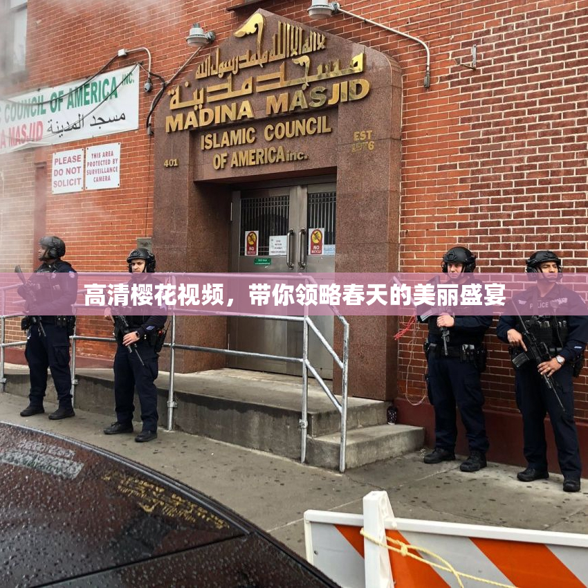 高清樱花视频，带你领略春天的美丽盛宴