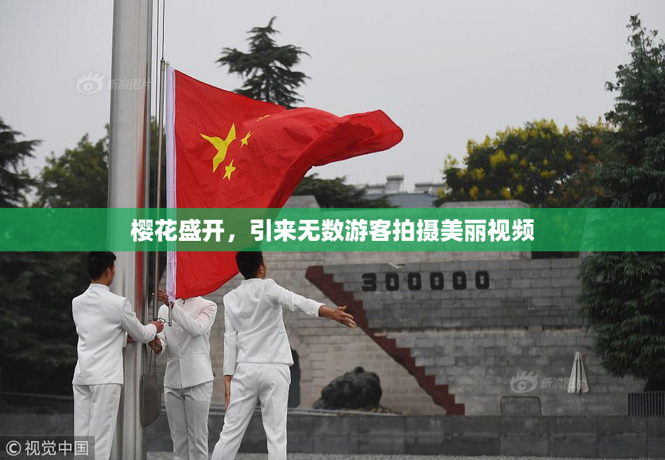 樱花盛开，引来无数游客拍摄美丽视频