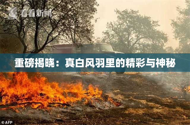 重磅揭晓：真白风羽里的精彩与神秘