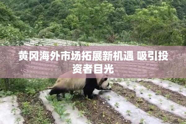 黄冈海外市场拓展新机遇 吸引投资者目光