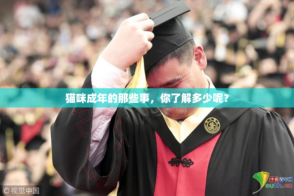 猫咪成年的那些事，你了解多少呢？