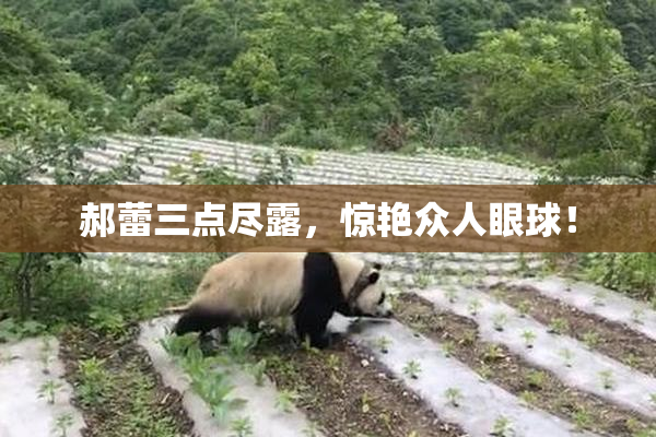 郝蕾三点尽露，惊艳众人眼球！