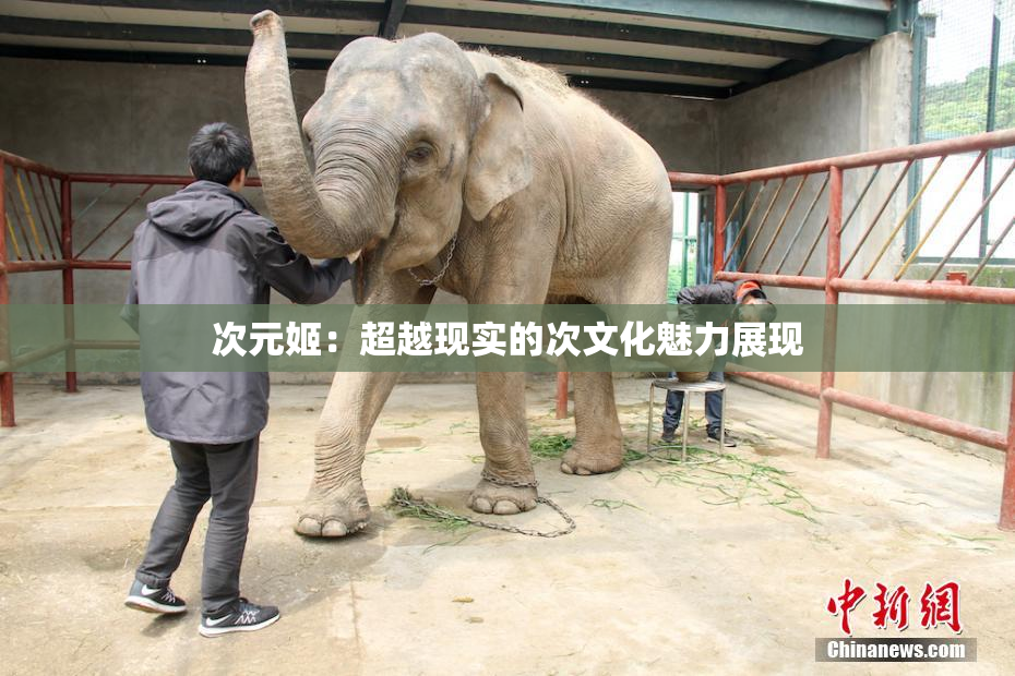 次元姬：超越现实的次文化魅力展现
