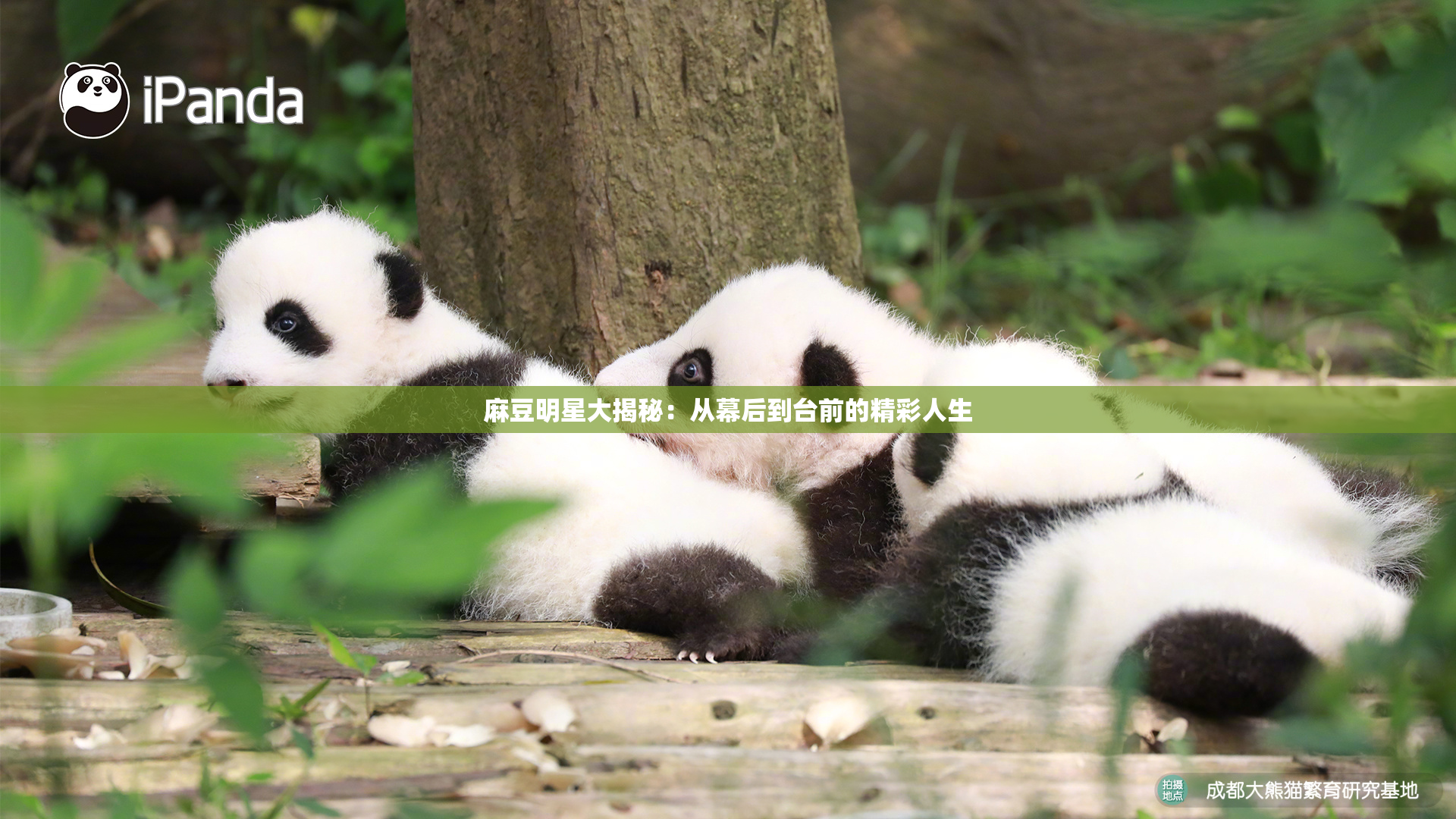 麻豆明星大揭秘：从幕后到台前的精彩人生