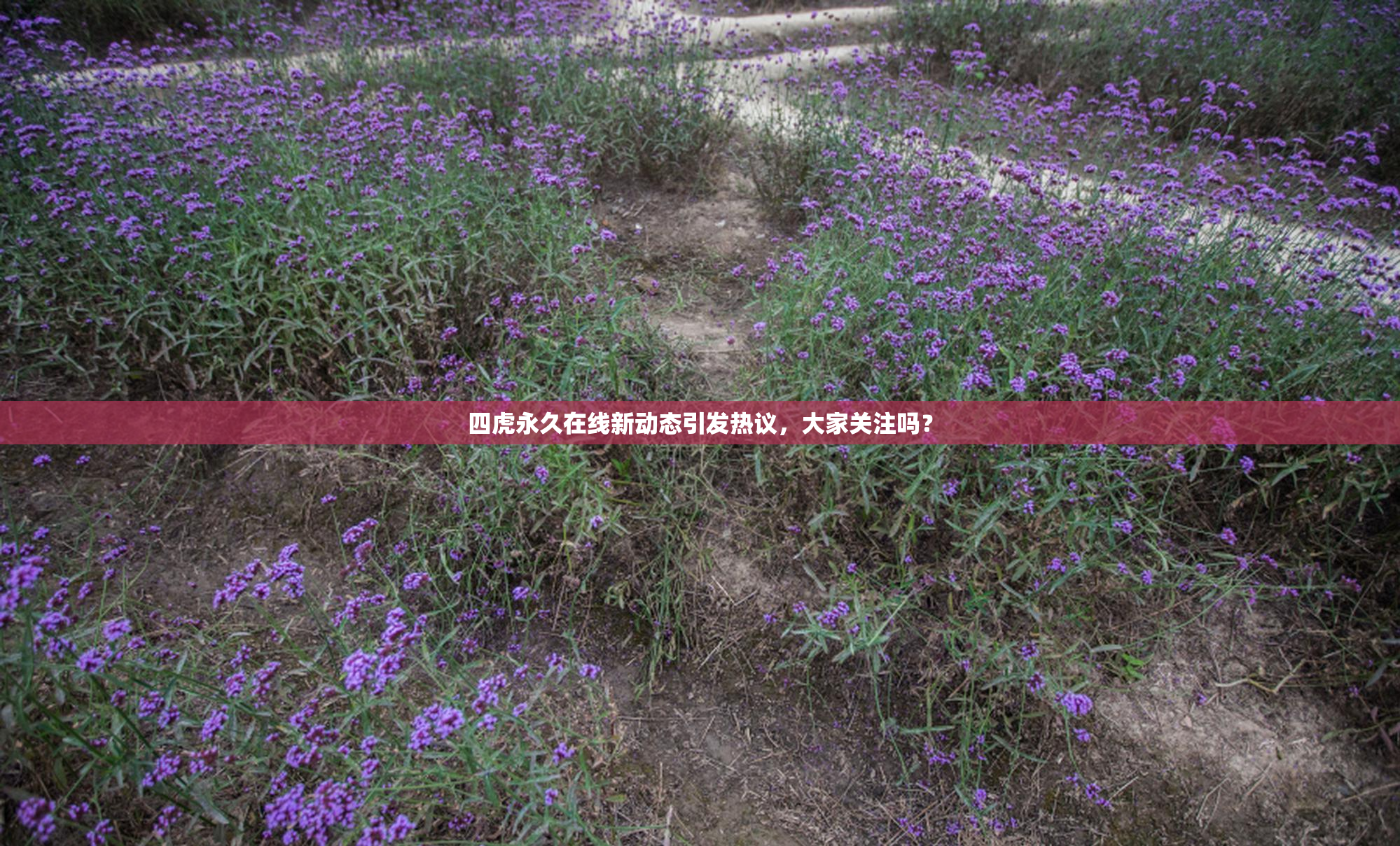 四虎永久在线新动态引发热议，大家关注吗？