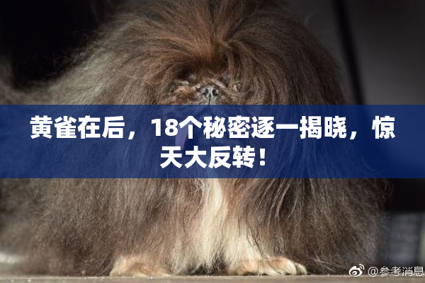黄雀在后，18个秘密逐一揭晓，惊天大反转！