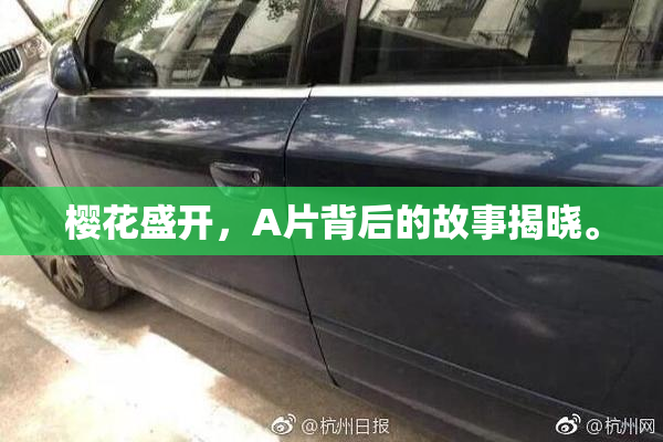樱花盛开，A片背后的故事揭晓。