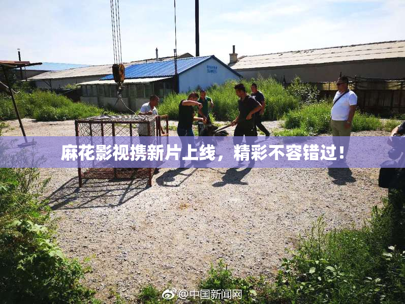 麻花影视携新片上线，精彩不容错过！