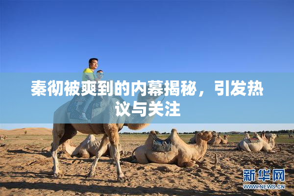 秦彻被爽到的内幕揭秘，引发热议与关注