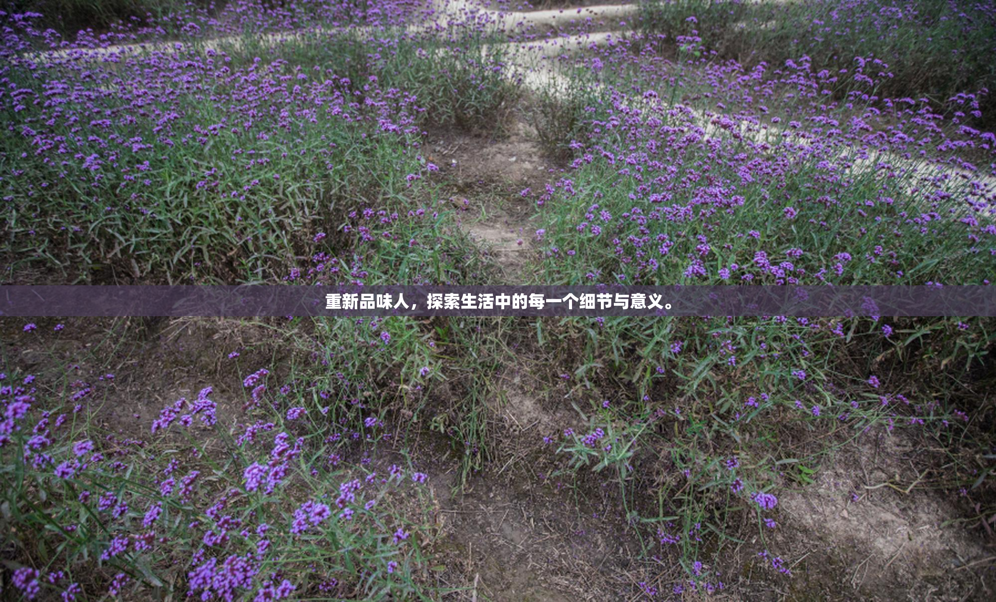 重新品味人，探索生活中的每一个细节与意义。