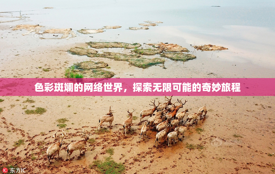 色彩斑斓的网络世界，探索无限可能的奇妙旅程
