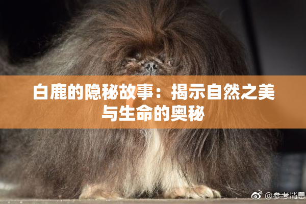 白鹿的隐秘故事：揭示自然之美与生命的奥秘