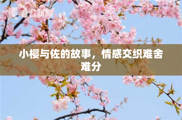 小樱与佐的故事，情感交织难舍难分