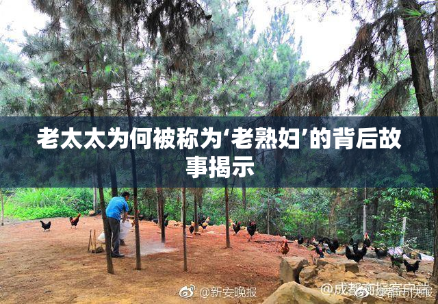 老太太为何被称为‘老熟妇’的背后故事揭示