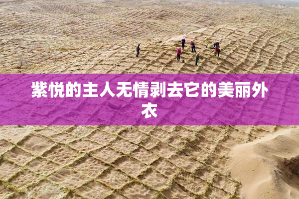 紫悦的主人无情剥去它的美丽外衣