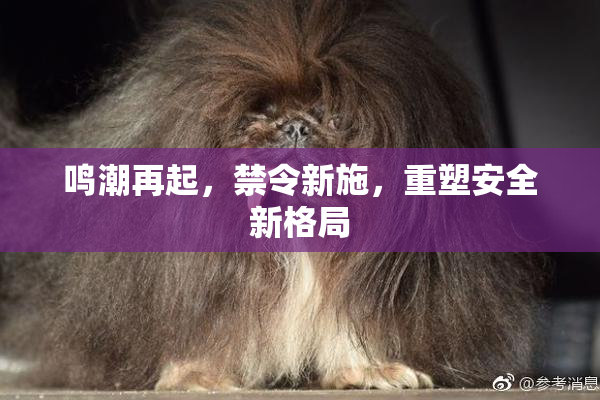 鸣潮再起，禁令新施，重塑安全新格局