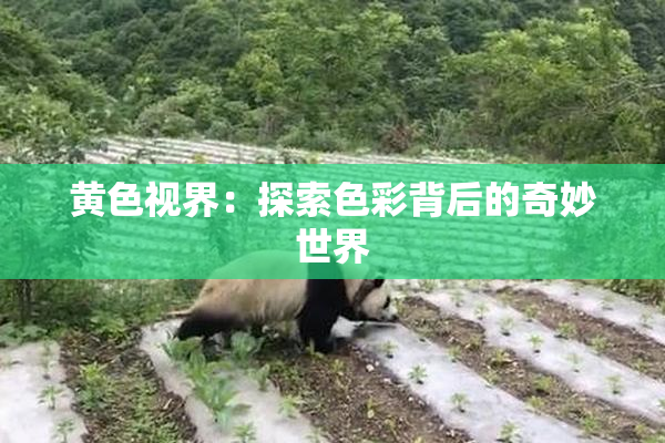 黄色视界：探索色彩背后的奇妙世界