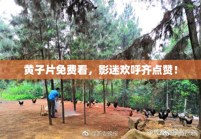 黄子片免费看，影迷欢呼齐点赞！