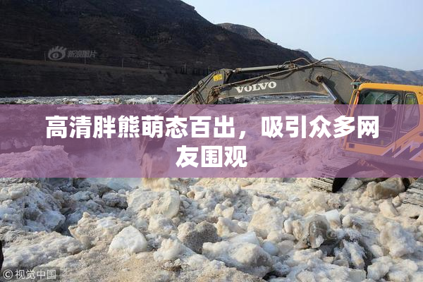 高清胖熊萌态百出，吸引众多网友围观