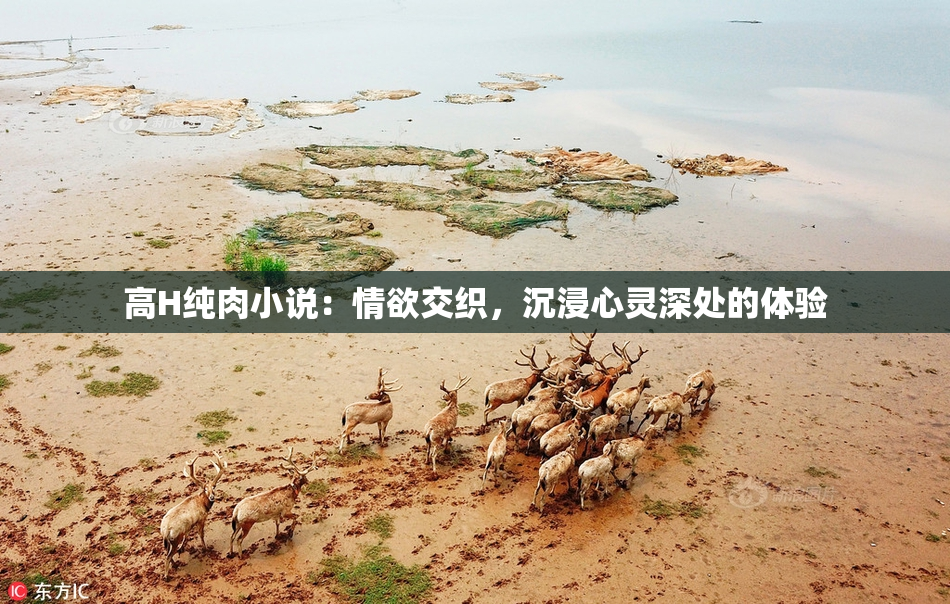 高H纯肉小说：情欲交织，沉浸心灵深处的体验