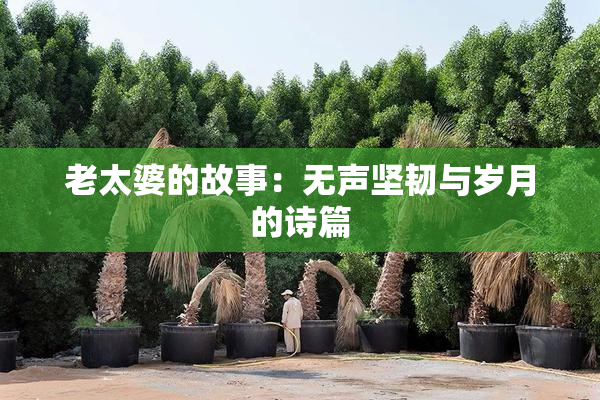 老太婆的故事：无声坚韧与岁月的诗篇