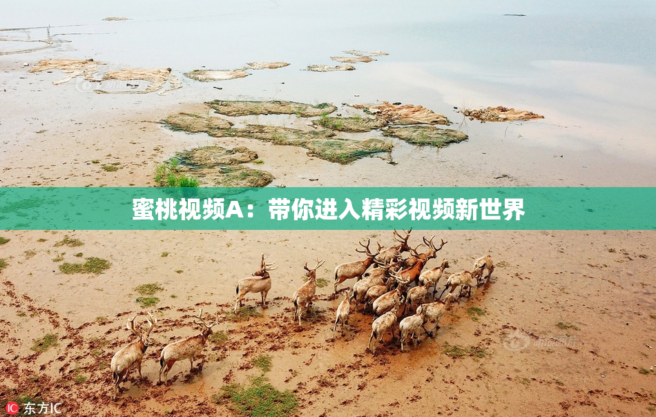 蜜桃视频A：带你进入精彩视频新世界