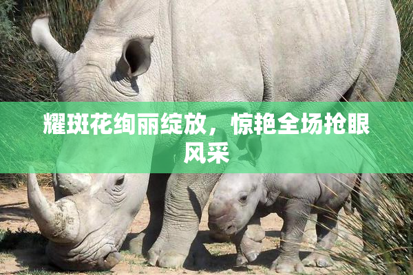 耀斑花绚丽绽放，惊艳全场抢眼风采
