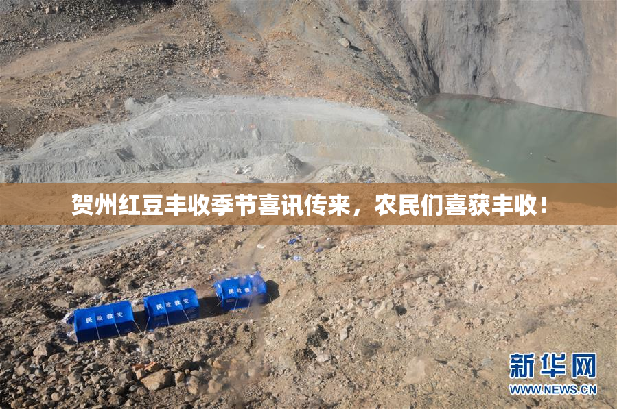 贺州红豆丰收季节喜讯传来，农民们喜获丰收！