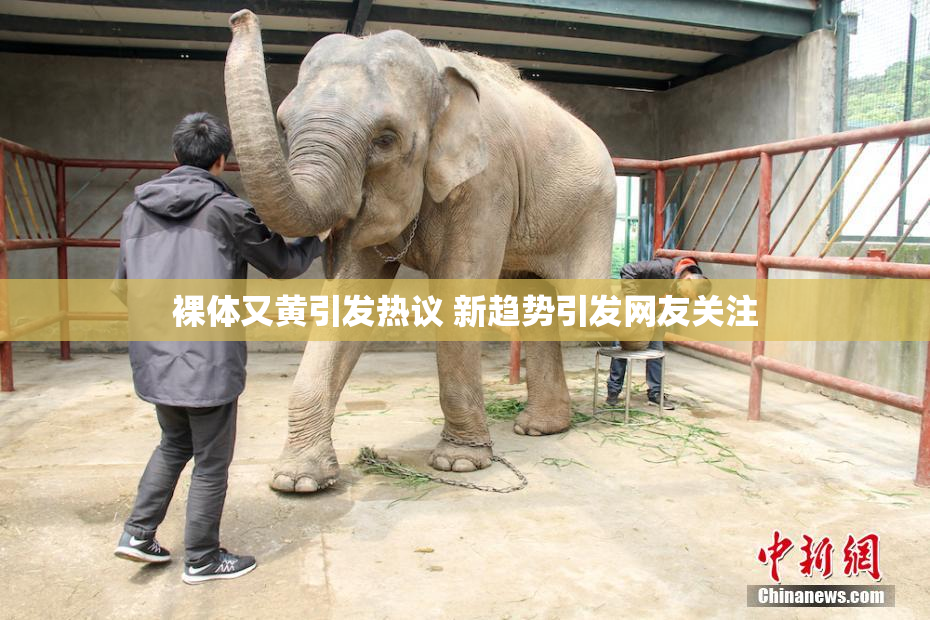 裸体又黄引发热议 新趋势引发网友关注